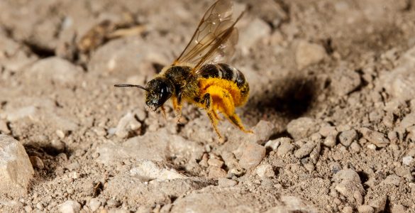 appeler nid frelons lille